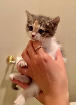 Rescue Domestic Short Hair Cats for Adoption in Herndon, Virginia - Foxy | PetCurious