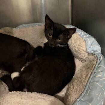 Chip -  Domestic Short Hair Cat for Adoption in Charleston, South Carolina - Chip | PetCurious