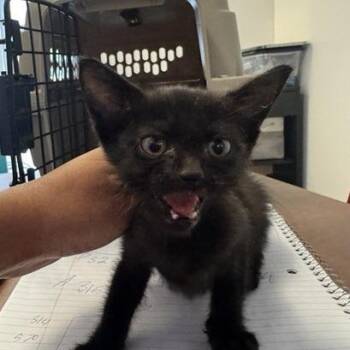 Willow -  Domestic Short Hair Cat for Adoption in Brentwood, Missouri - Willow | PetCurious