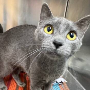 Rescue Domestic Short Hair Cats for Adoption in Ridgely, Maryland - Darea | PetCurious