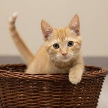 Rescue Domestic Short Hair and American Shorthair Cats for Adoption in Bedford, Indiana - Cheddar Bob | PetCurious