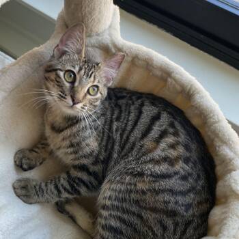Sheena (Female Teenage Kitten) -  Domestic Short Hair Cat for Adoption in Los Altos, California - Sheena (Female Teenage Kitten) | PetCurious