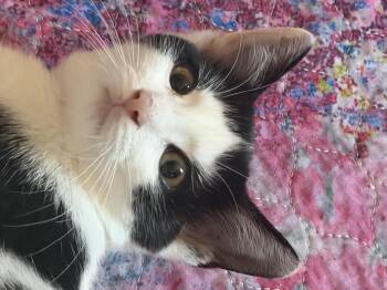 Sebastian cross eyed -  Domestic Short Hair Cat for Adoption in Charlotte, North Carolina - Sebastian Cross Eyed | PetCurious