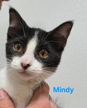 Mindy -  Domestic Short Hair Cat for Adoption in Cloquet, Minnesota - Mindy | PetCurious