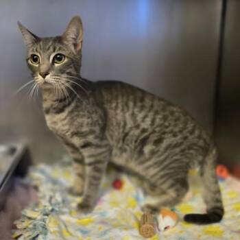 Mimi -  Domestic Short Hair Cat for Adoption in Oakland, California - Mimi | PetCurious