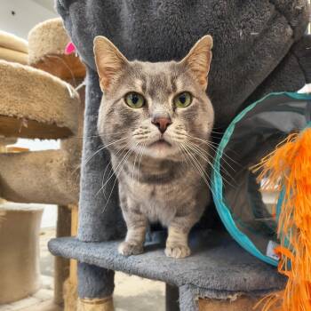 Domestic Short Hair Cats Available for Adoption in Saint Marys, Pennsylvania - Fat Man | PetCurious