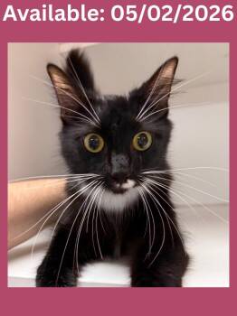 Domestic Short Hair and Mixed Breed Cats Available for Adoption in Greenville, Texas - Cat Condo #8 Erika | PetCurious