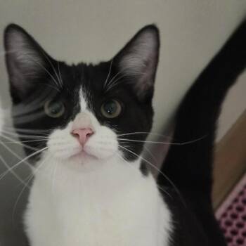 Domestic Short Hair Cats Available for Adoption in Midland, Texas - Neteyam | PetCurious
