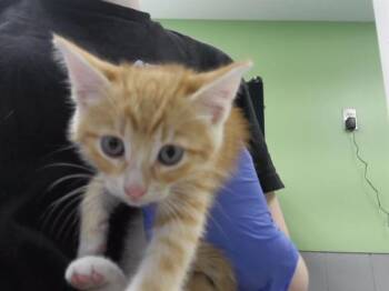 TITO -  Domestic Short Hair Cat for Adoption in Omaha, Nebraska - TITO | PetCurious