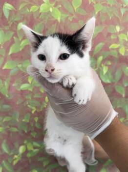 SMOOTHIE -  Domestic Short Hair Cat for Adoption in San Antonio, Texas - SMOOTHIE | PetCurious