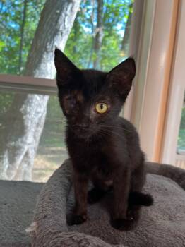Rescue Domestic Short Hair Cats for Adoption in Cumming, Georgia - Minnie | PetCurious