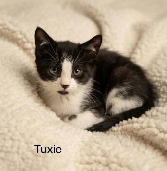 Tuxie -  Tuxedo Cat for Adoption in Wyandotte, Michigan - Tuxie | PetCurious
