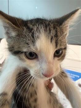 A655386 -  Domestic Short Hair Cat for Adoption in Houston, Texas - A655386 | PetCurious