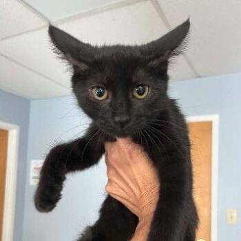 Olive -  Domestic Short Hair Cat for Adoption in Buffalo, Minnesota - Olive | PetCurious