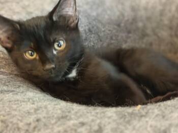 Raven -  Domestic Short Hair Cat for Adoption in Cincinnati, Ohio - Raven | PetCurious