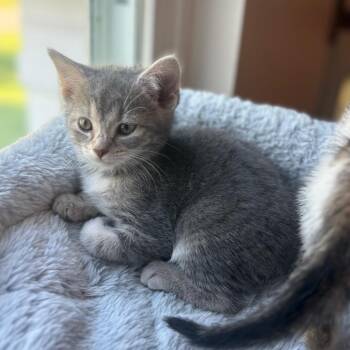 Walter -  Domestic Short Hair Cat for Adoption in La Grange, Kentucky - Walter | PetCurious