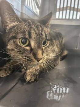 Pearl -  Domestic Short Hair Cat for Adoption in West Chester, Pennsylvania - Pearl | PetCurious
