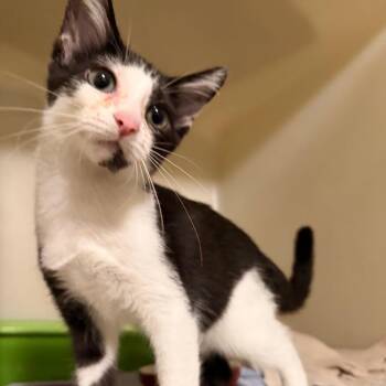 Mia -  Domestic Short Hair Cat for Adoption in Richland, Michigan - Mia | PetCurious
