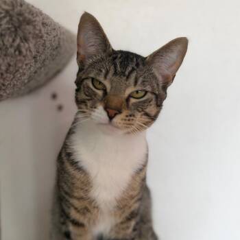 Larry -  Domestic Short Hair Cat for Adoption in Newberg, Oregon - Larry | PetCurious