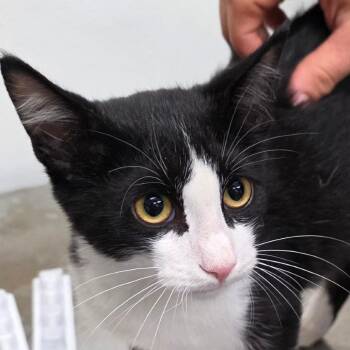 Screech -  Domestic Short Hair Cat for Adoption in Bronson, Florida - Screech | PetCurious