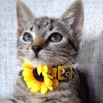 Nimble -  Domestic Short Hair and Tabby Cat for Adoption in Yorba Linda, California - Nimble | PetCurious