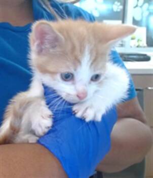 BUTTERSCOTCH -  Domestic Short Hair Cat for Adoption in Louisville, Kentucky - BUTTERSCOTCH | PetCurious