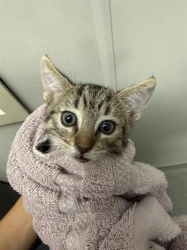 CLOVE -  Domestic Short Hair Cat for Adoption in Ontario, California - CLOVE | PetCurious