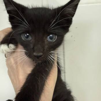 Soleste -  Domestic Short Hair Cat for Adoption in Columbia, South Carolina - Soleste | PetCurious