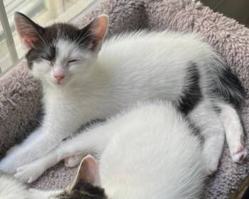 Chickadee -  Domestic Short Hair Cat for Adoption in San Francisco, California - Chickadee | PetCurious