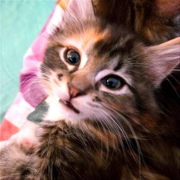 Gemma -  Domestic Medium Hair Cat for Adoption in Keizer, Oregon - Gemma | PetCurious