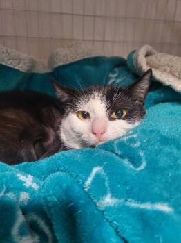 Domestic Short Hair Cats Available for Adoption - Sylvester | PetCurious