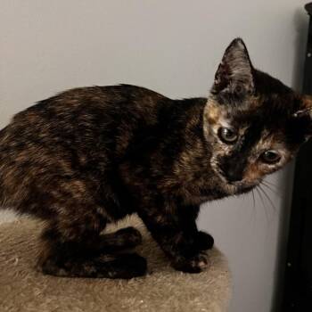 Mavis -  American Shorthair Cat for Adoption in Edinburg, Texas - Mavis | PetCurious