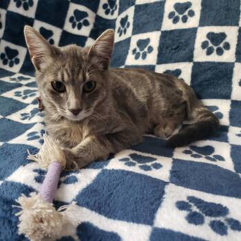 Rescue Tabby Cats for Adoption - Paco | PetCurious