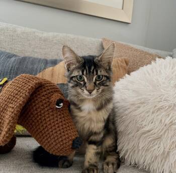 Poonchki -  Domestic Medium Hair Cat for Adoption in Walled Lake, Michigan - Poonchki | PetCurious