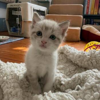 Bass -  Domestic Short Hair Cat for Adoption in Auburn, Alabama - Bass | PetCurious