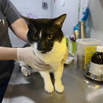 Smoothie -  Domestic Short Hair Cat for Adoption in Oyster Bay, New York - Smoothie | PetCurious
