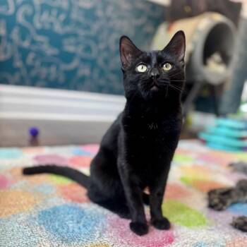 Domestic Short Hair Cats Available for Adoption in Wantagh, New York - Amber | PetCurious