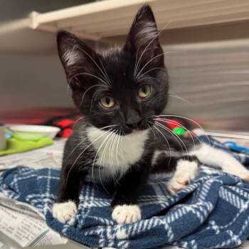 Bo Peep -  Domestic Short Hair Cat for Adoption in Hendersonville, North Carolina - Bo Peep | PetCurious