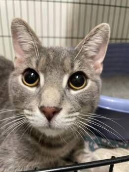Billy -  Domestic Short Hair Cat for Adoption in Hayward, Wisconsin - Billy | PetCurious