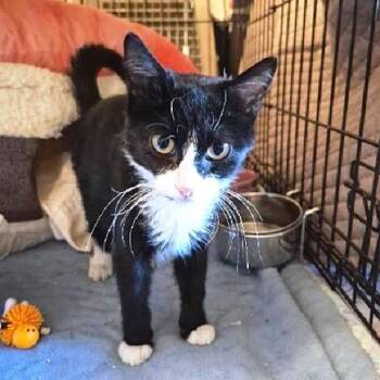 Coraline -  Domestic Short Hair Cat for Adoption in Millcreek, Utah - Coraline | PetCurious