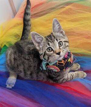 Domestic Short Hair Cats Available for Adoption in Chesapeake Beach, Maryland - Larry | PetCurious