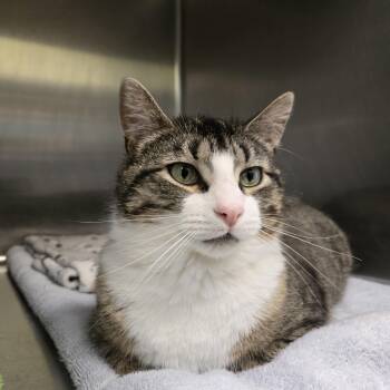 Domestic Short Hair Cats Available for Adoption - Ollie | PetCurious