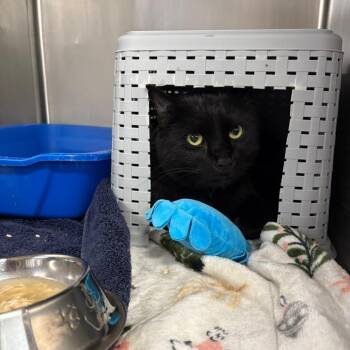 Punkin -  Domestic Short Hair Cat for Adoption in Spokane, Washington - Punkin | PetCurious