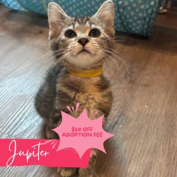Sailor Jupiter -  Domestic Short Hair Cat for Adoption in Chattanooga, Tennessee - Sailor Jupiter | PetCurious
