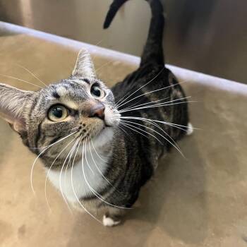 Domestic Short Hair Cats Available for Adoption in Chicago, Illinois - Anemone | PetCurious