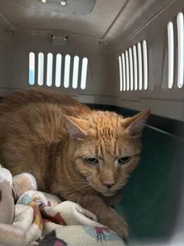 Bambi Apples -  Domestic Short Hair Cat for Adoption - Bambi Apples | PetCurious