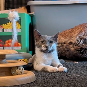 Mimi aka Andromeda -  Domestic Short Hair Cat for Adoption in Newburgh, New York - Mimi Aka Andromeda | PetCurious