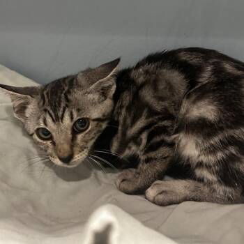 Willow -  Domestic Short Hair Cat for Adoption in Chattanooga, Tennessee - Willow | PetCurious