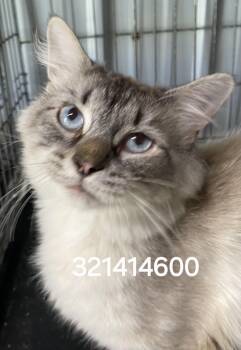 321414600 -  Siamese Cat for Adoption in Lee