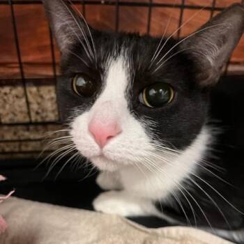 Domestic Short Hair Cats Available for Adoption - Star | PetCurious